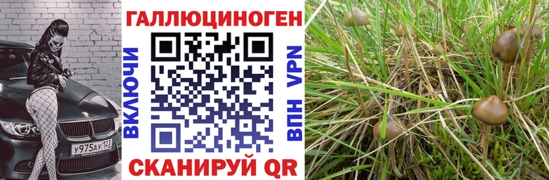 закладка  Княгинино  нарко площадка как зайти  Галлюциногенные грибы Cubensis 